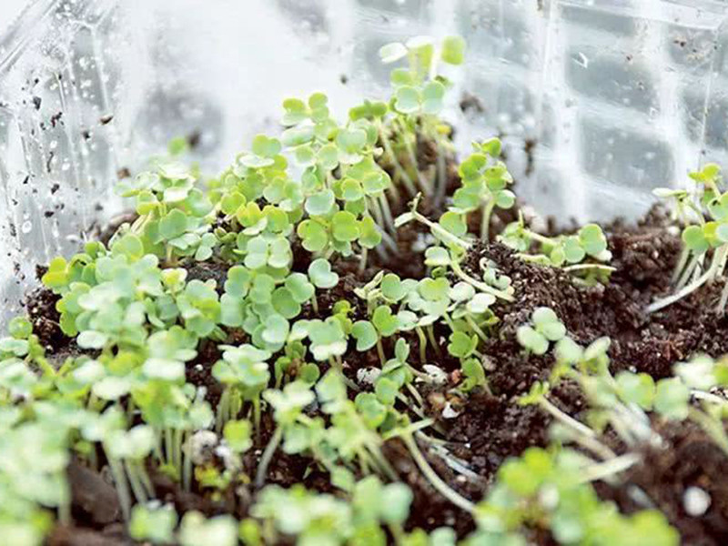 便攜式植物營養測定儀有什么用?