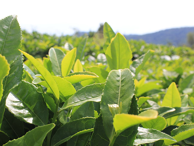 哪款設備可以精準檢測植物冠層