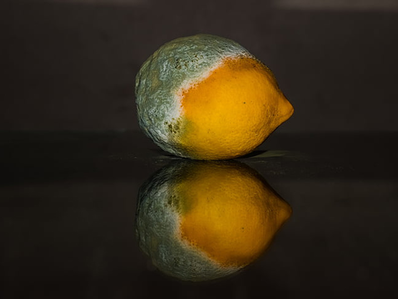 真菌毒素檢測儀生產廠家 真菌毒素檢測儀生產廠家