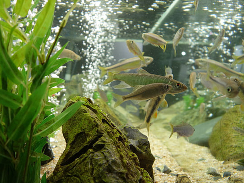 養(yǎng)魚(yú)水質(zhì)不好怎么辦 養(yǎng)魚(yú)水質(zhì)不好怎么辦