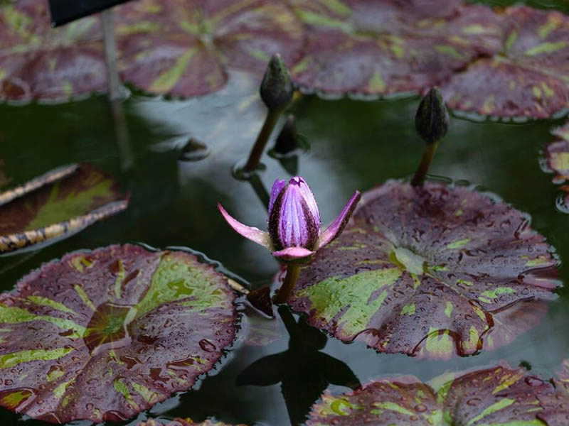 水產養殖二氧化氯消毒劑的作用（二氧化氯使用注意事項）