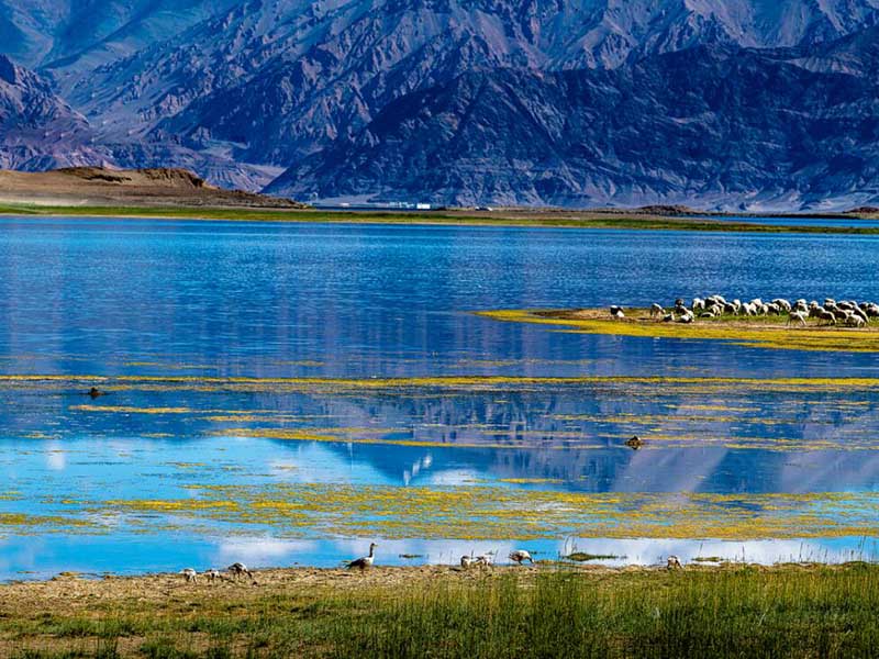 什么是葉綠素(為什么要檢測水質(zhì)葉綠素含量)