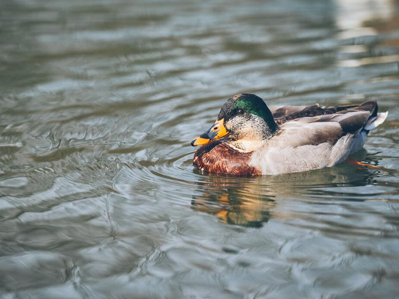 總氮在線自動監測儀測量周期是多少
