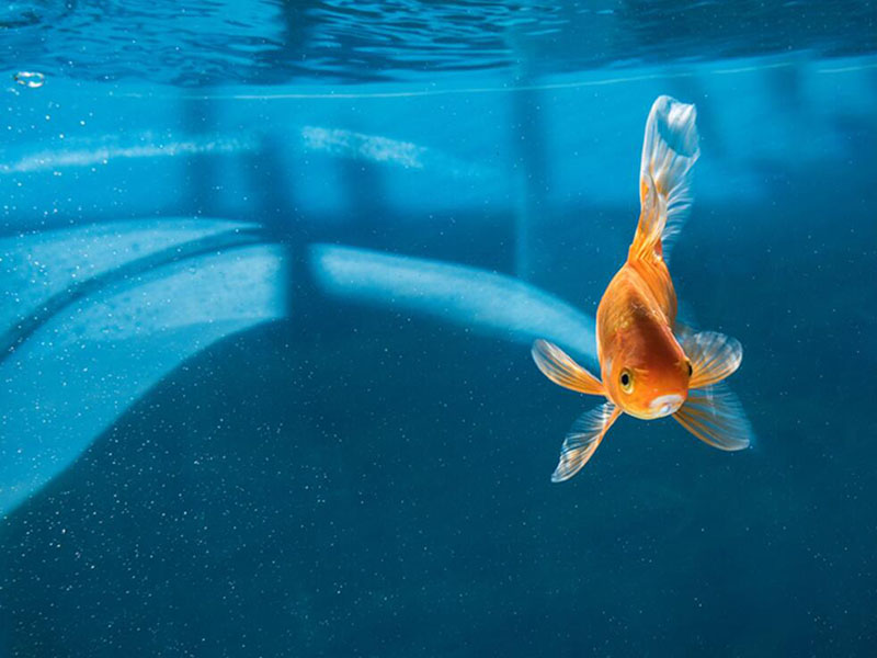 水產養殖溶解氧分析儀電極的標定（溶解氧分析儀傳感器的保養方法）