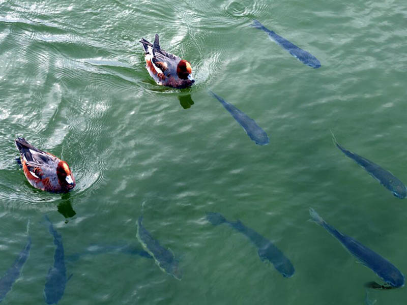 水產養殖水質檢測限值(水產養殖水質檢測常用指標)