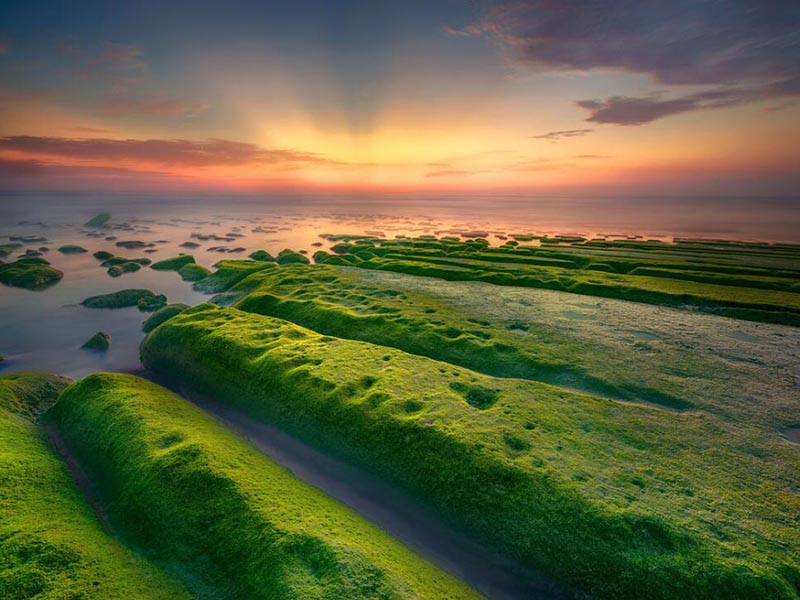 水中藍綠藻的危害及測定方法(水中藍綠藻的含量標準)