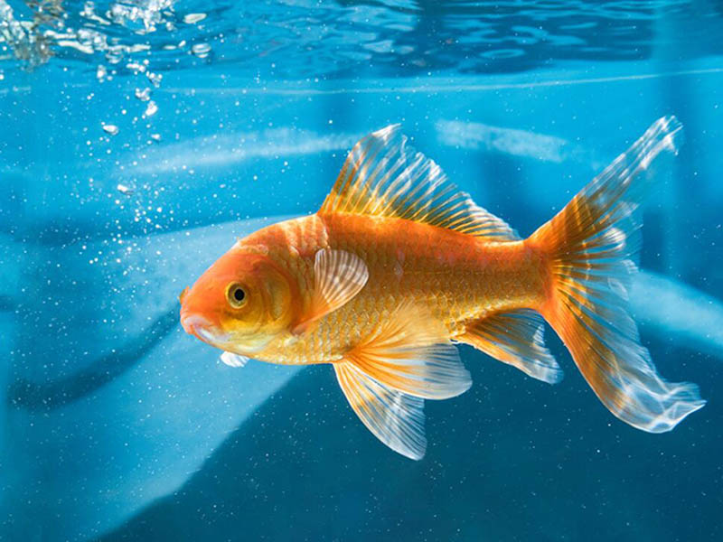 【匯總】常用淡水養殖水質管理參數及限值