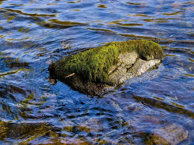 氨氮檢測方法如何選擇（氨氮檢測水樣的保存和預處理）