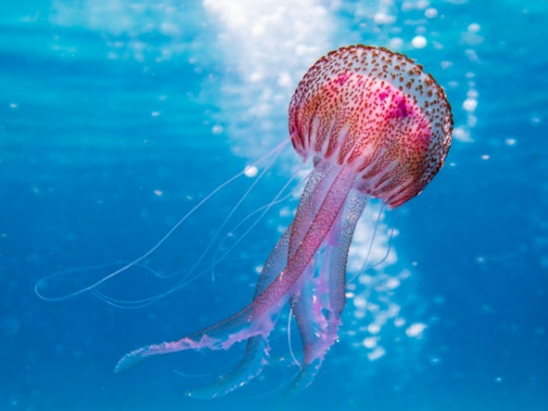 在線水中油分析儀工作原理（在線水中油分析儀特點和應用）