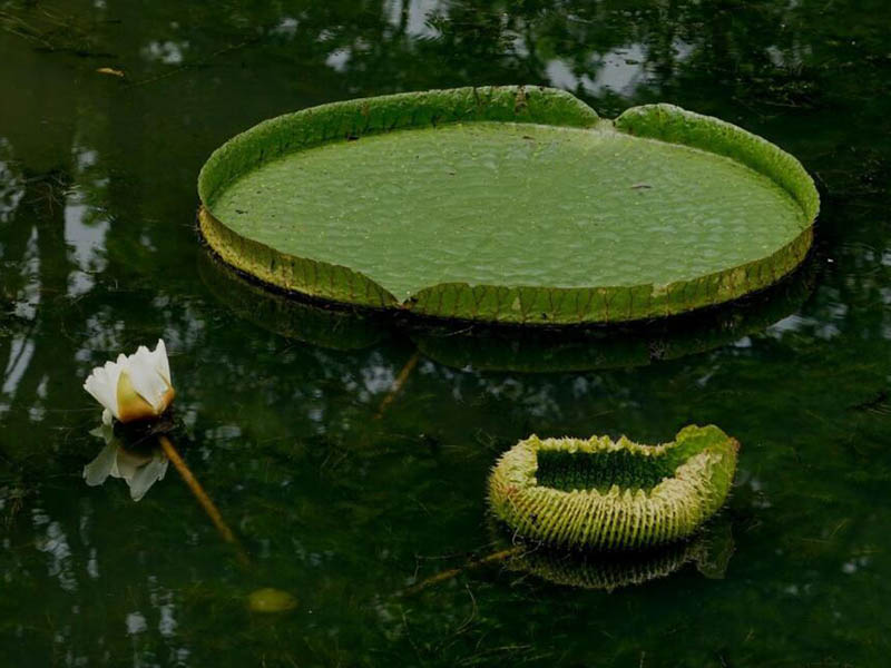 水源藻類爆發的原因（水源藻類爆發的影響）