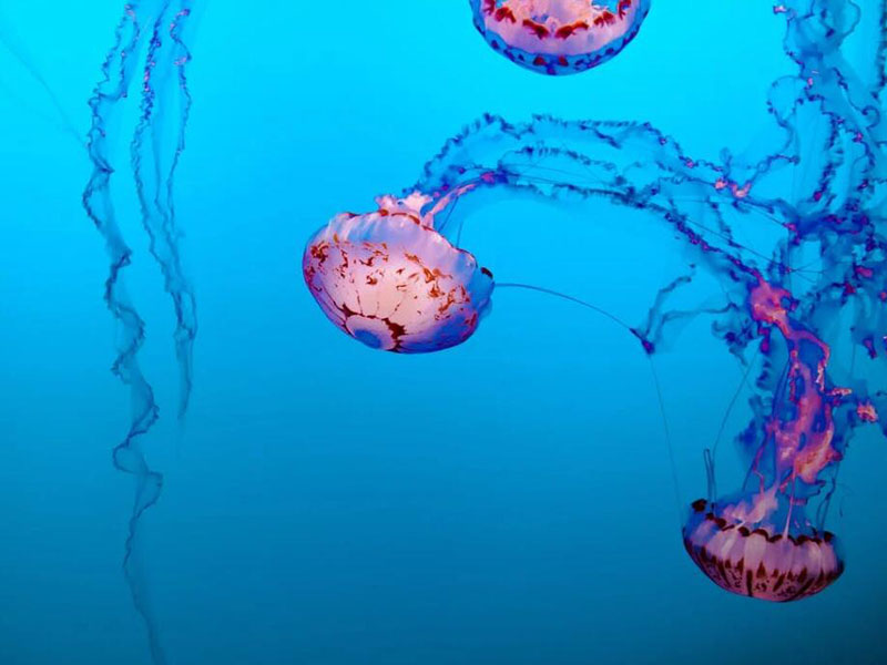 手持總磷檢測儀常見問題及解決方法（手持總磷檢測儀檢定規程）