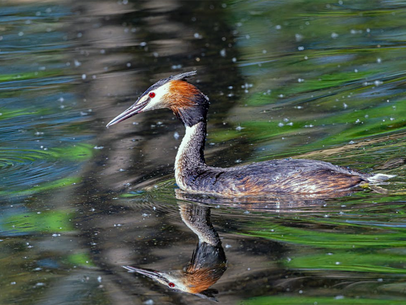 【統(tǒng)計】2024年1—12月全國地表水環(huán)境質(zhì)量狀況