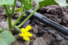 土壤水分測定儀測定不同時期作物需水量