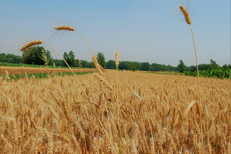 土壤快速測(cè)試儀 土壤快速測(cè)試儀