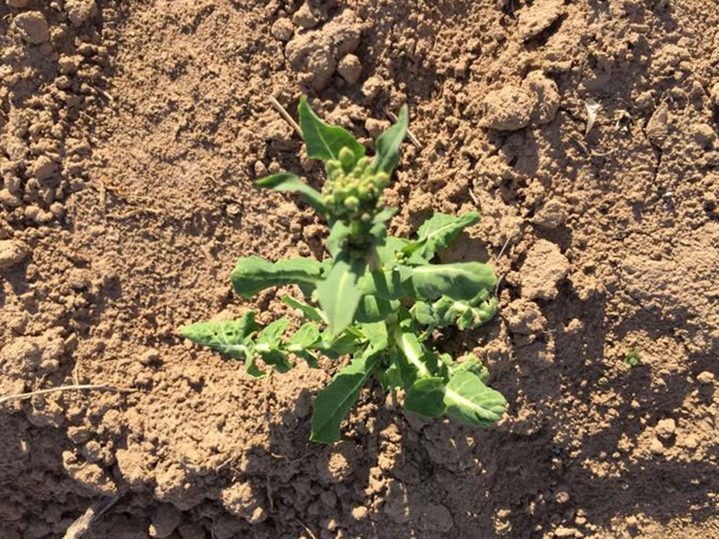 土壤測試儀 土壤測試儀