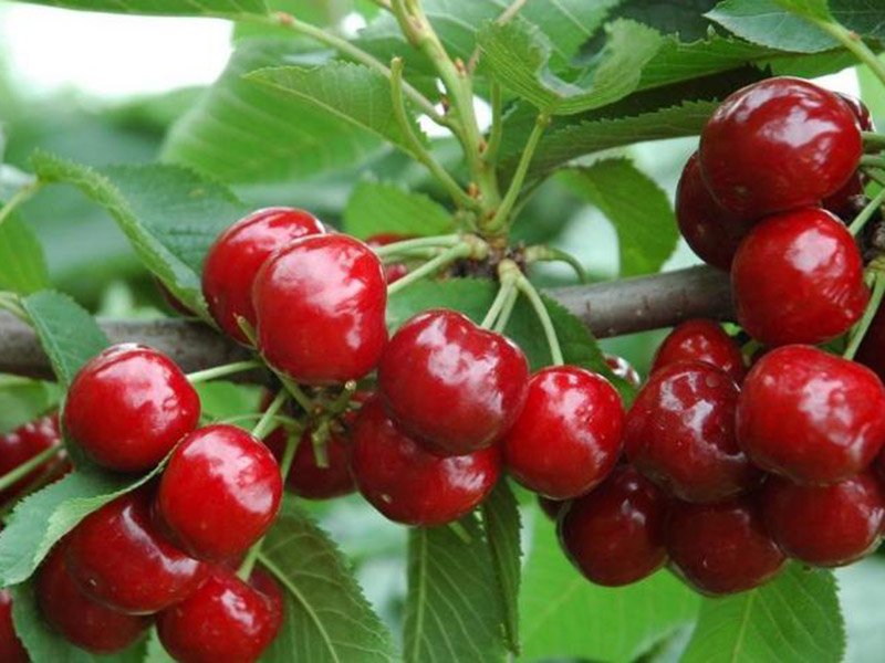 農藥殘留速測儀促進食品安全 農藥殘留速測儀促進食品安全