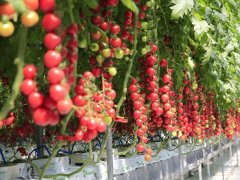 壽光菜博會開幕,智慧農業不再是夢