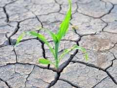 土壤鹽分速測儀，土壤鹽分對作物的影響有多大？